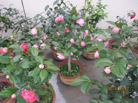 IMG_0917.jpg