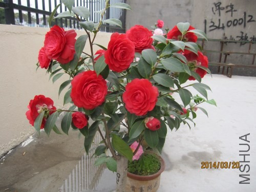 IMG_0909.jpg
