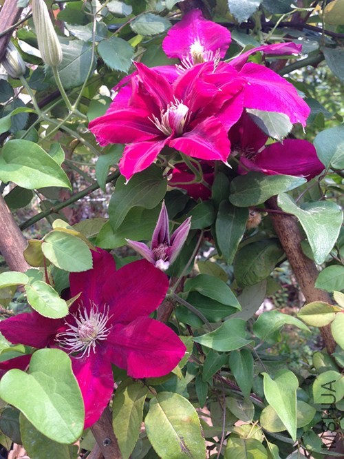 ��Ƭ 015_����.jpg