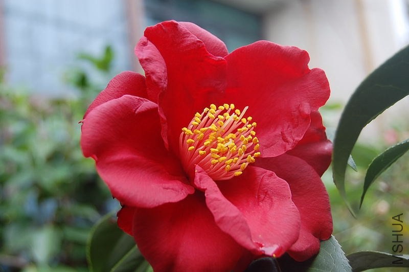 DSC_00060006.JPG