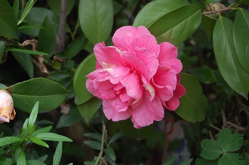DSC_00070007.JPG