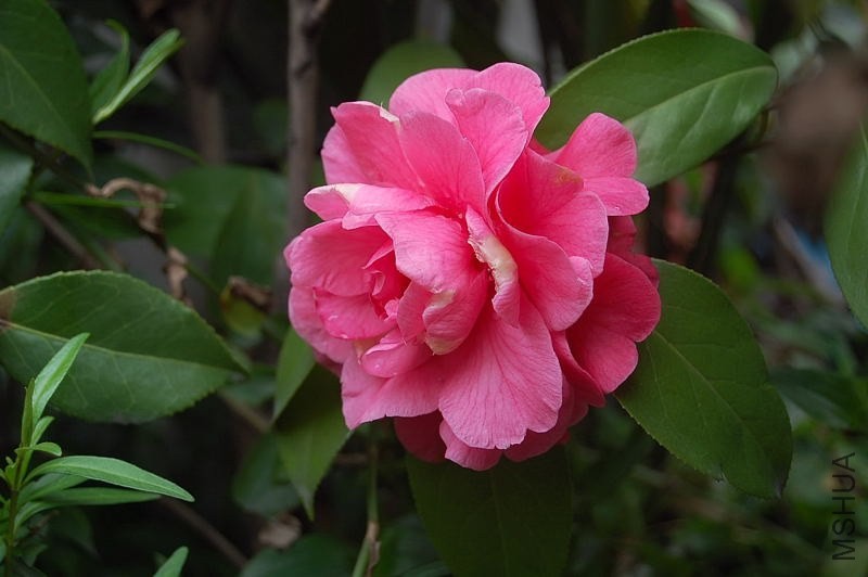DSC_00080008.JPG