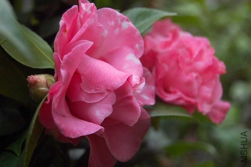 DSC_00100010.JPG