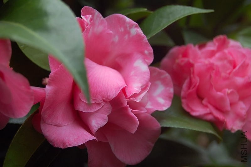 DSC_00110011.JPG