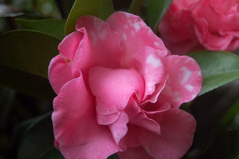 DSC_00130013.JPG