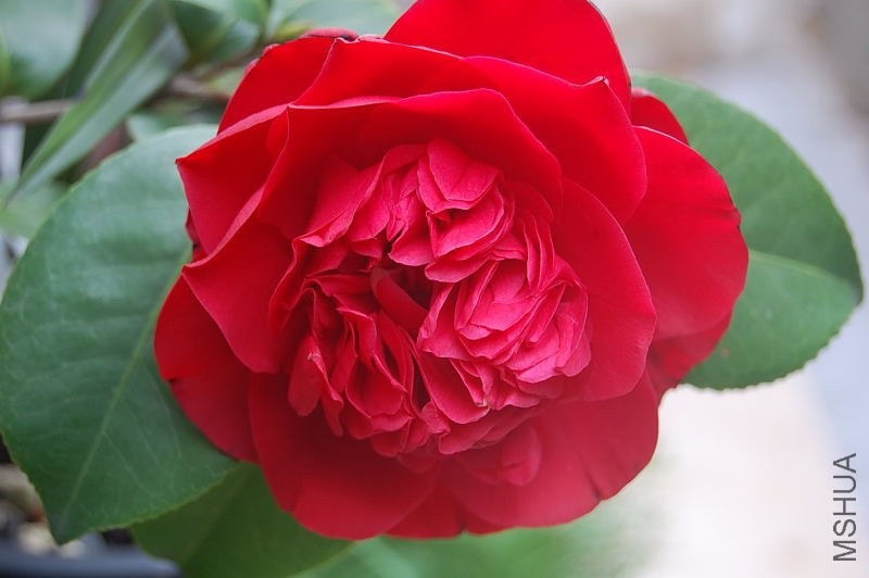 DSC_00150015.JPG