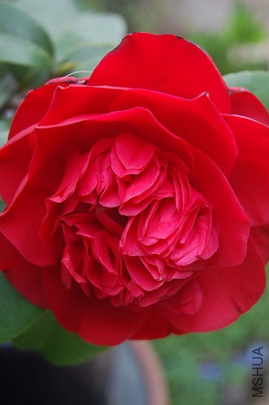 DSC_00200020.JPG