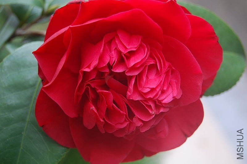DSC_00190019.JPG