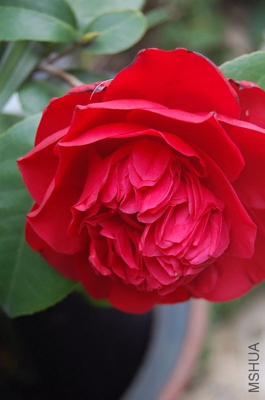 DSC_00170017.JPG