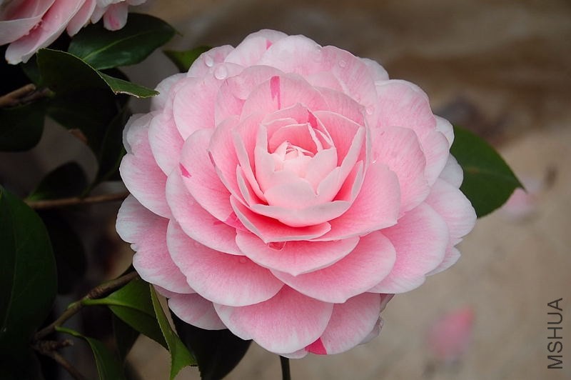 DSC_00310031.JPG