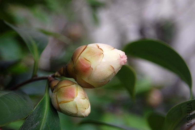DSC_00770077.JPG