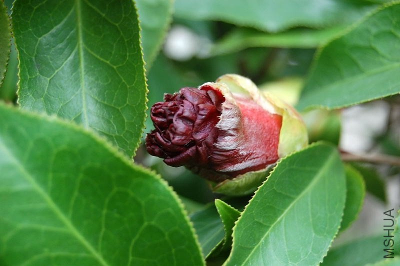 DSC_00780078.JPG