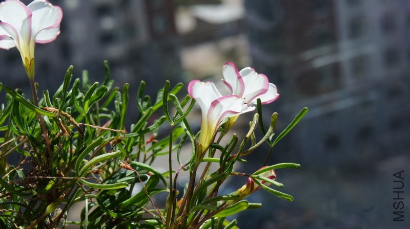 DSC05163.jpg