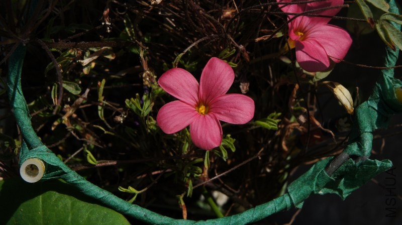 DSC05176.jpg
