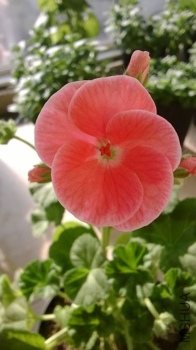 �໨ �ٺ�