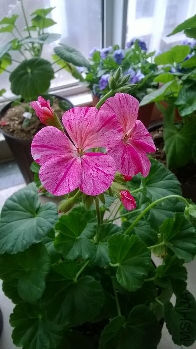 ��ݮ����