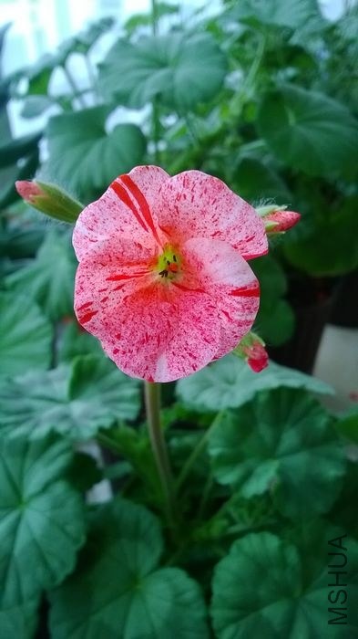 ��ݮ����