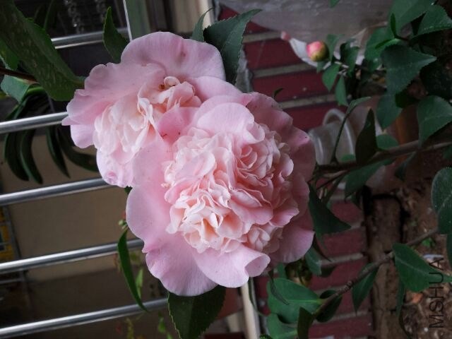 20140320��3.jpg