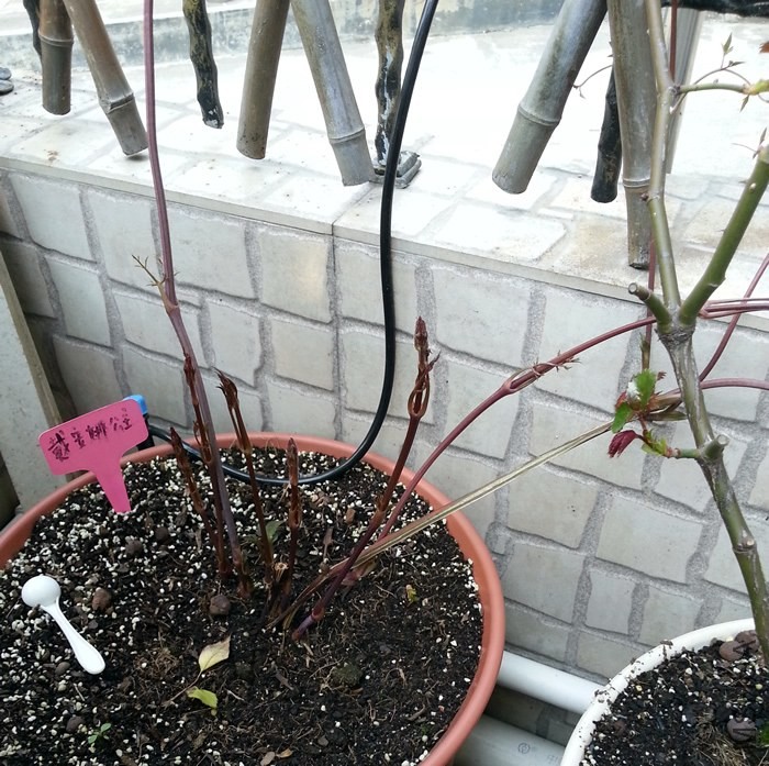��������**����20140321.jpg