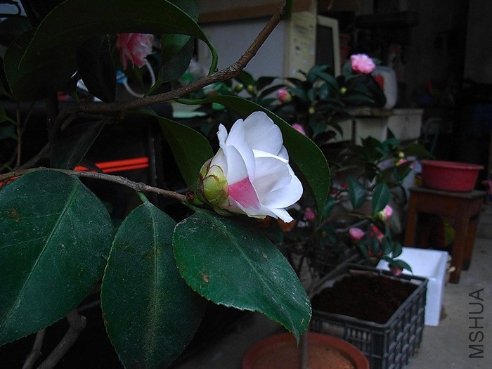 R0013216_����.jpg