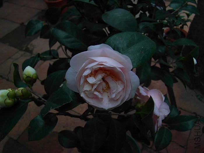 R0013252_����.jpg