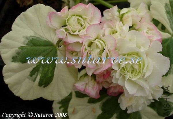 WestdaleAppleblossom.jpg