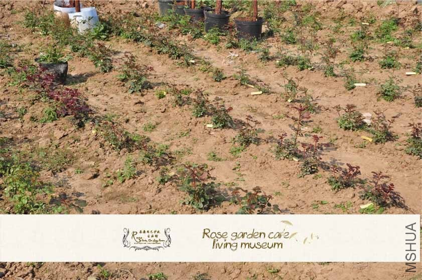 ���Դ󳡾�2.jpg