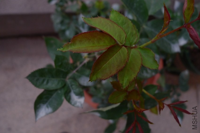 P1010418.jpg