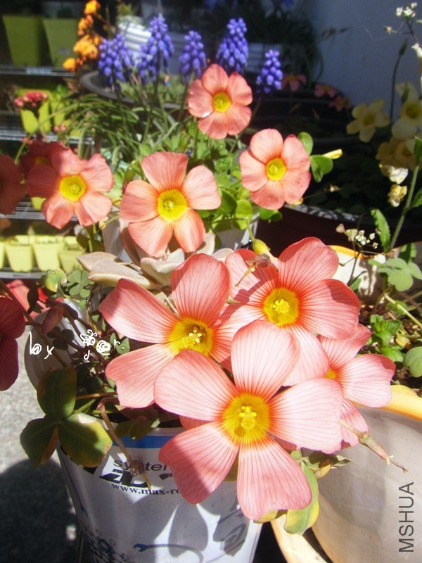 DSCF9549_����.jpg