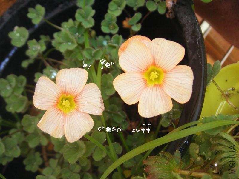 DSCF9543_����.jpg