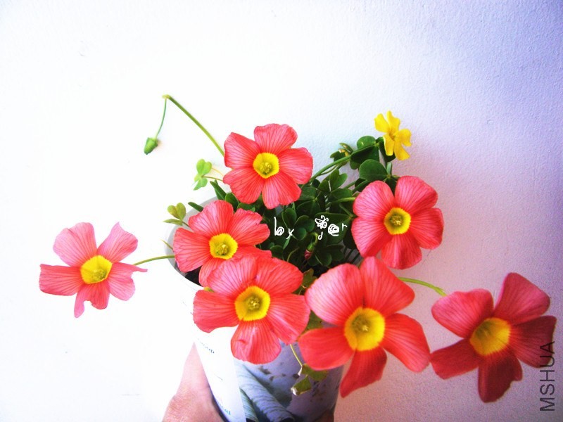 DSCF9541_����.jpg