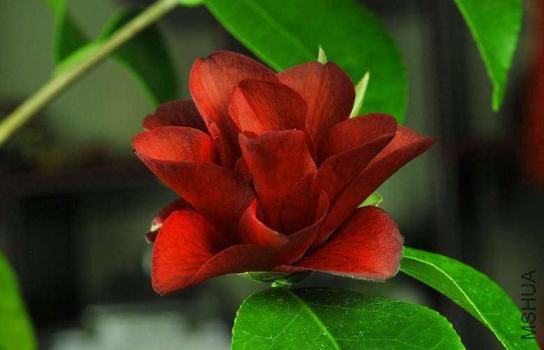 _DSC5080_edited-1.jpg