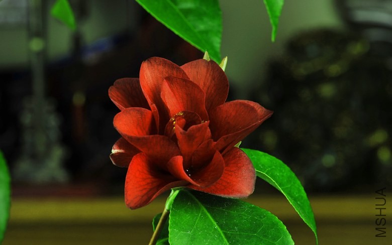 _DSC5077_edited-2.jpg