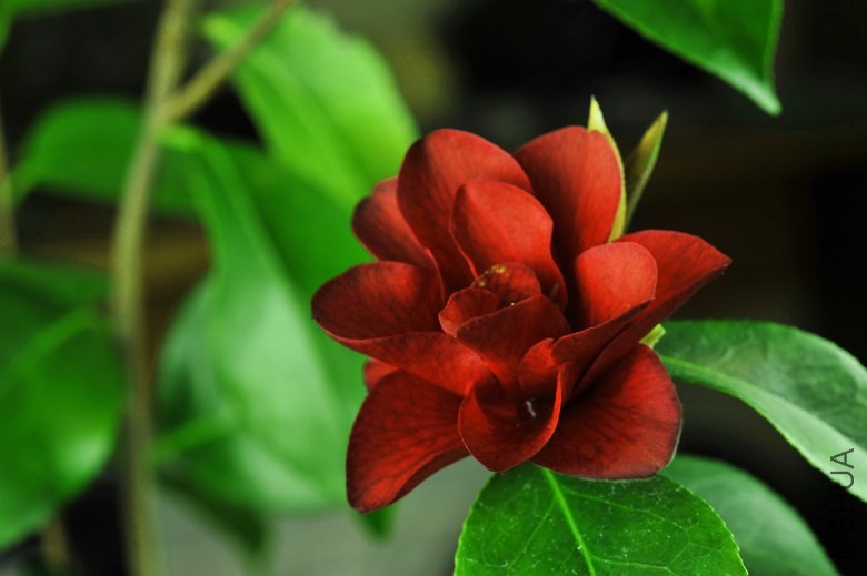 _DSC5087_edited-1.jpg