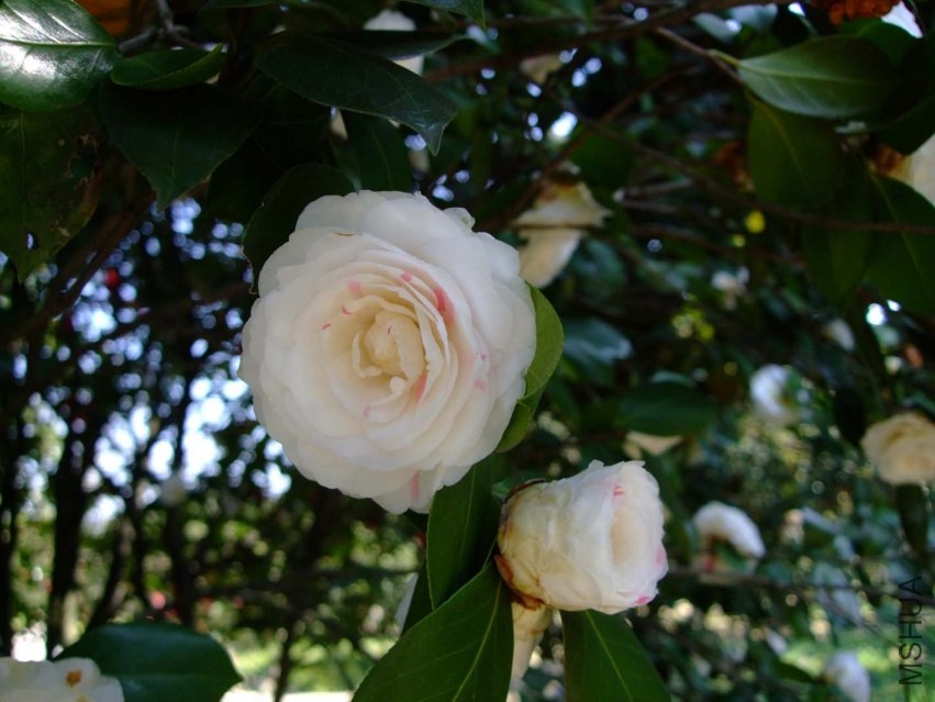 �϶�� 2014-3-22 102.jpg
