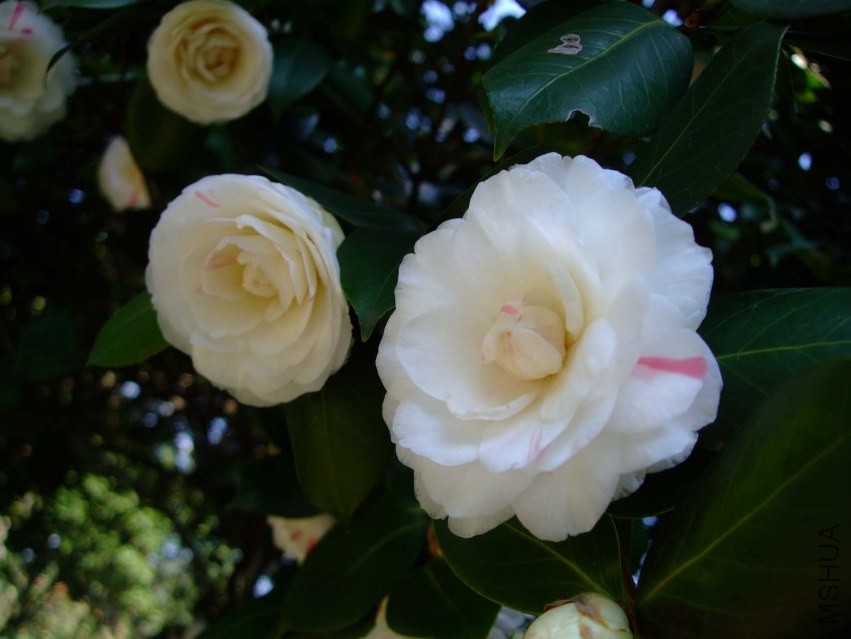 �϶�� 2014-3-22 103.jpg