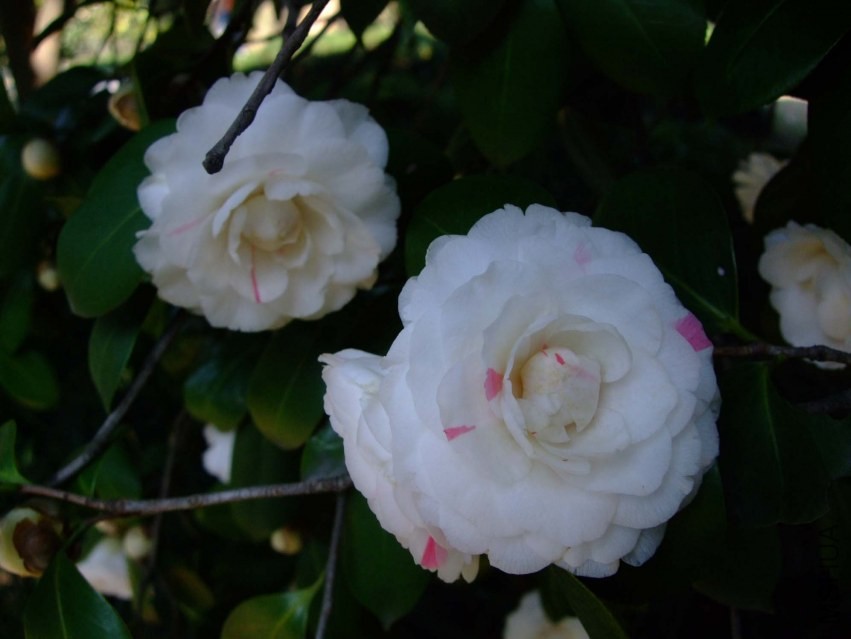 �϶�� 2014-3-22 104.jpg