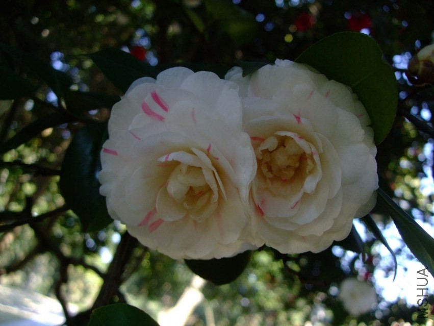 �϶�� 2014-3-22 106.jpg