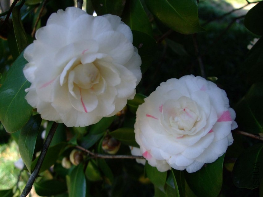 �϶�� 2014-3-22 107.jpg