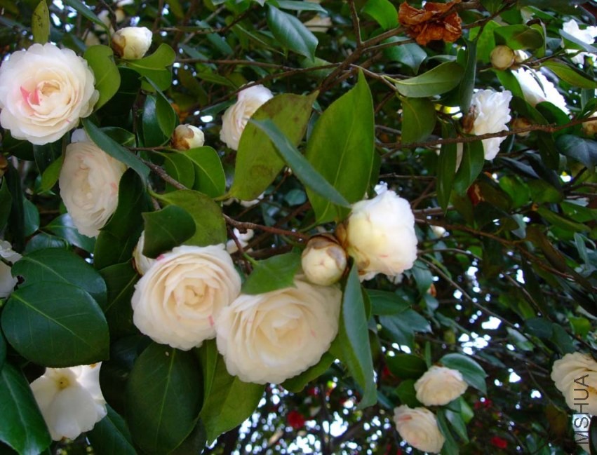 �϶�� 2014-3-22 108.jpg