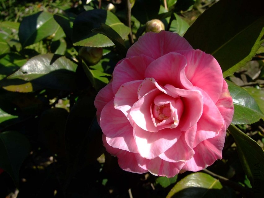 ��ϼ 2014-3-22 088.jpg