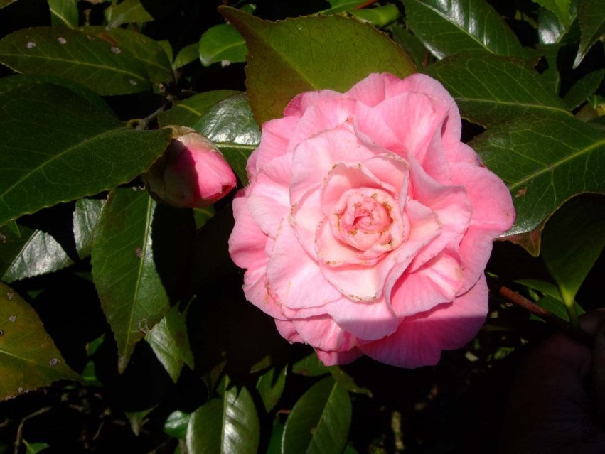 ��ϼ 2014-3-22 089.jpg