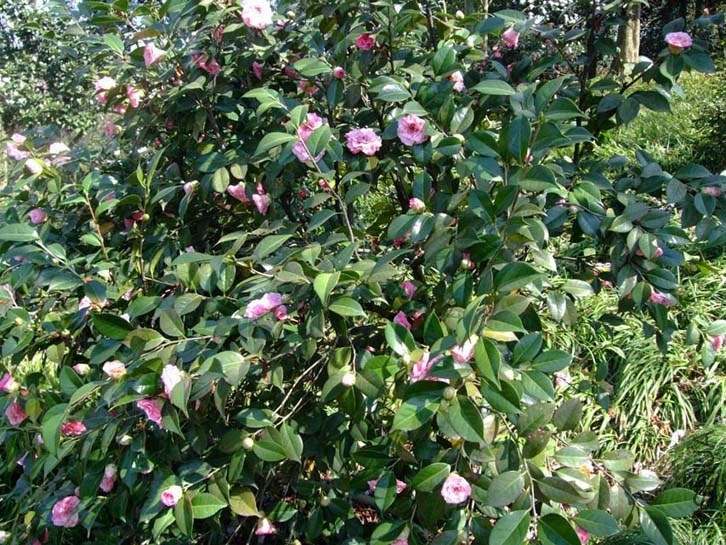 ��ϼ 2014-3-22 091.jpg