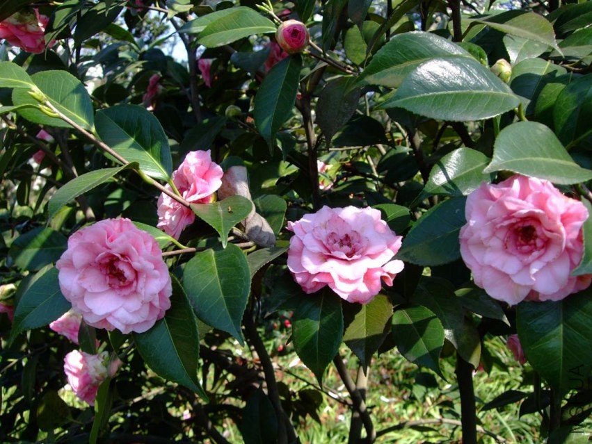 ��ϼ 2014-3-22 092.jpg