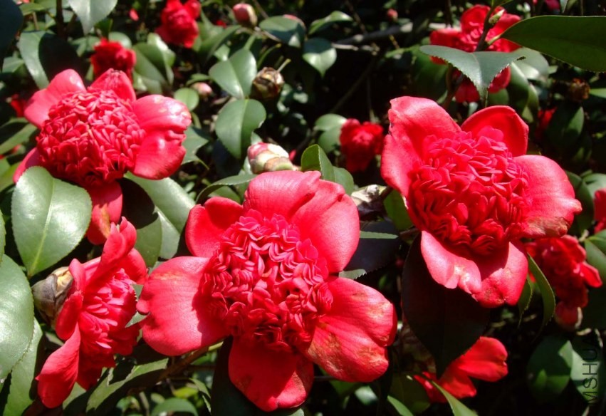 ������֦ 2014-3-22 082.jpg