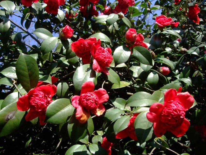 ������֦ 2014-3-22 083.jpg