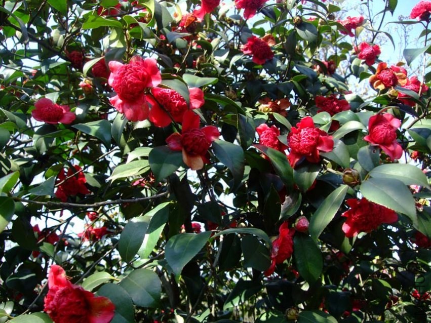 ������֦ 2014-3-22 117.jpg