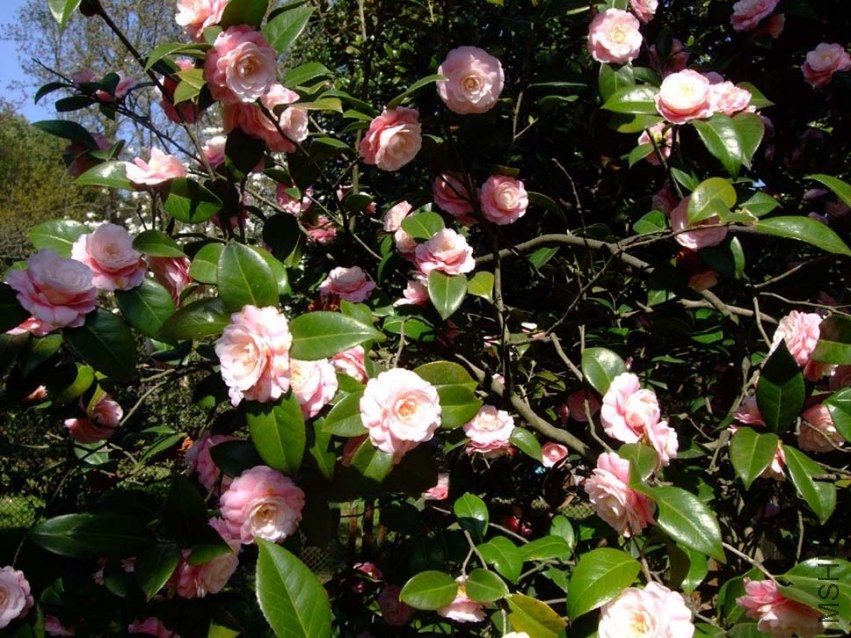 С�Һ� 2014-3-22 130.jpg