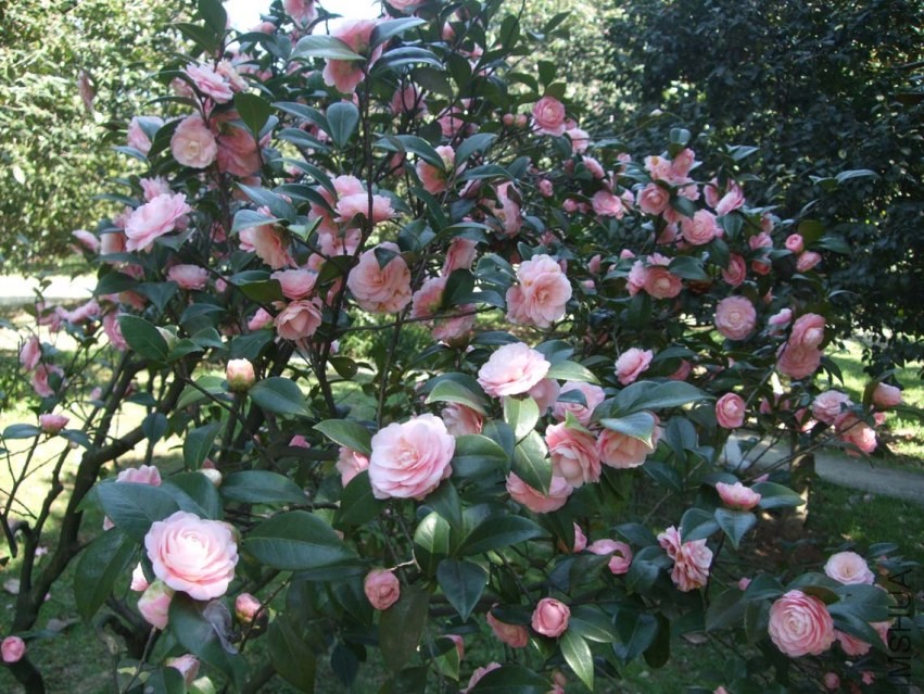 С�Һ� 2014-3-22 078.jpg