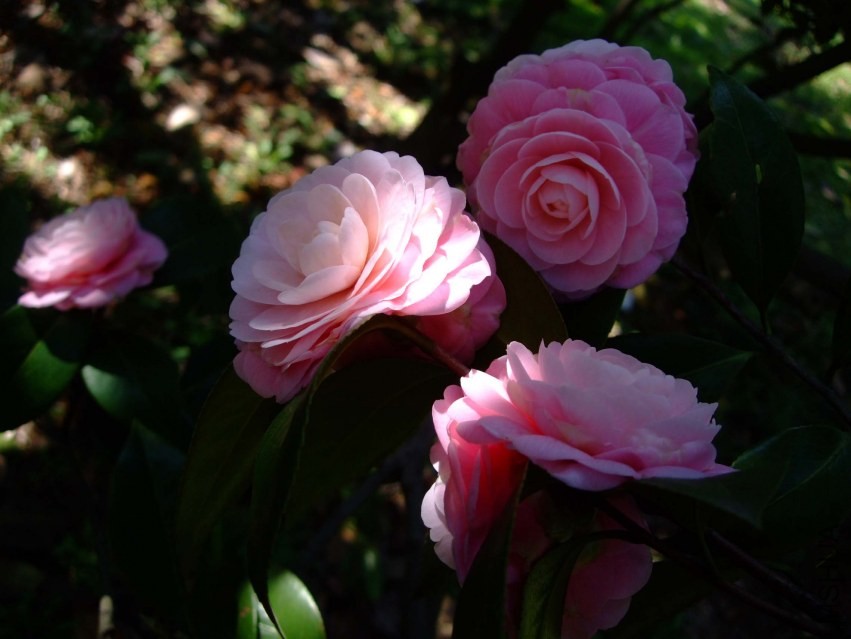 С�Һ� 2014-3-22 110.jpg